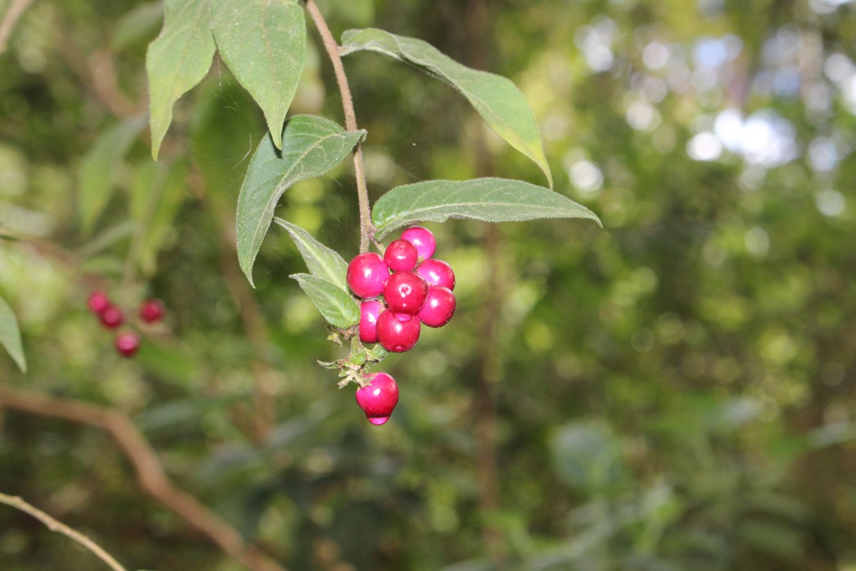 Cestrum elegans (Brongn. ex Neumann) Schltdl.